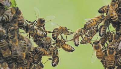 Crise des abeilles, crise d’humanité (Ebook)