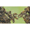 Crise des abeilles, crise d’humanité (Ebook)