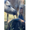 Avec les animaux au Kenya