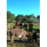Se former à la communication animale