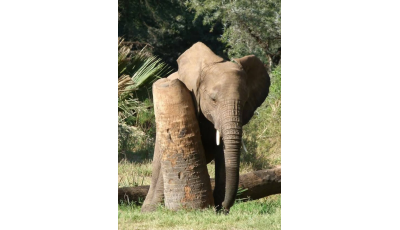 Avec les éléphants au Kenya