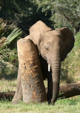 Guidés par les éléphants