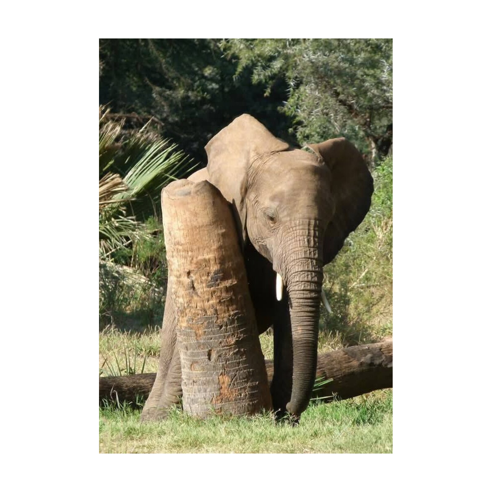 Avec les éléphants au Kenya