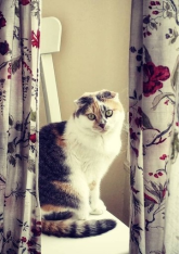 Soins énergétiques aux animaux