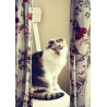 Soins énergétiques aux animaux