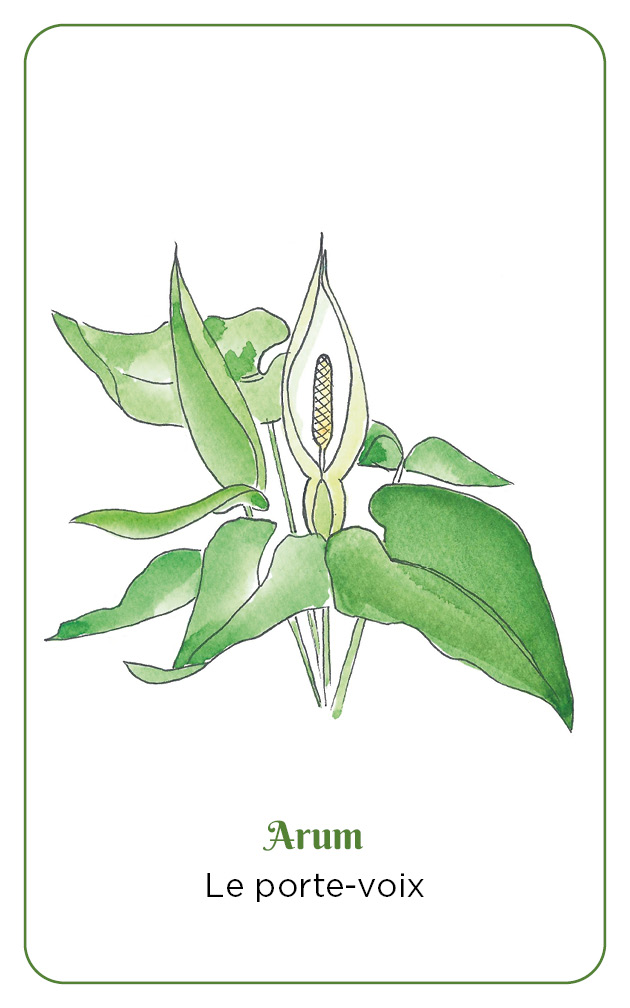 Messages des plantes sauvages