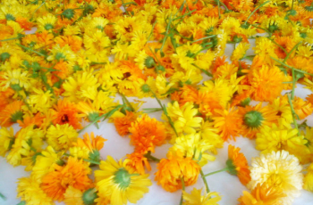 Comment booster son immunité féminine avec le Calendula ?
